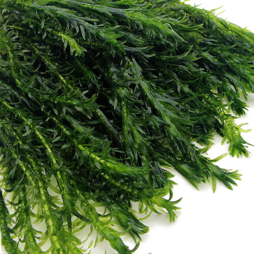 k2aqua - 20 ELODEA DENSA Stems Oxygenating Weed Live Pond Plant Water 2