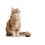 Royal Canin Royal Canin Digestive Care - 2 Kg 4