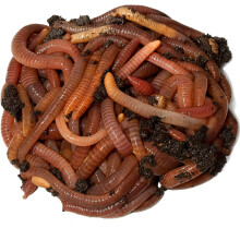 Wormi Vermi - Live Axolotl Food -Premium Dendrobaena Worms - Gut-Loaded Earthworms for Healthy Growth & Vitality - Live Arrival Guarantee - High Prot