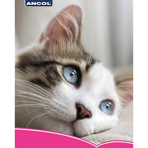 Ancol Ancol Gloss Reflective Cat Collar with safety buckle Silver 1