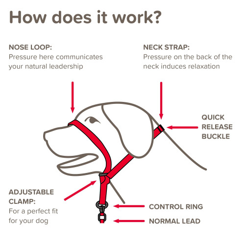 Beaphar Beaphar - Gentle Leader Head Collar for Small Dogs - Training Aid - Stops Pulling On The Lead – Immediate Effect - Adjustable Comfortable Fit – An 2