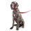 Beaphar Beaphar - Gentle Leader Head Collar for Large Dogs - Training Aid - Stops Pullin 4