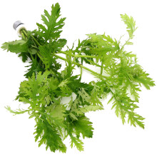 K2AQUA Hygrophila Difformis (1 Bunch) Water Wisteria Live Aquarium Pla