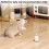Migipaws Interactive Automatic Cat Teaser Wand Toy with Strong Suction 6