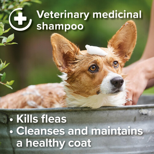 Beaphar Beaphar - Insecticidal Shampoo for Dogs – Kills Fleas Fast & Helps Prevent Flea 2