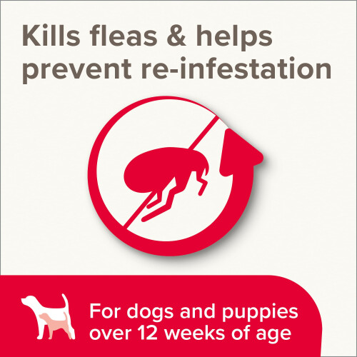 Beaphar Beaphar - Insecticidal Shampoo for Dogs – Kills Fleas Fast & Helps Prevent Flea 1