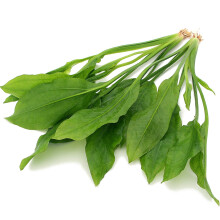 K2AQUA 2X Large Echinodorus Bleheri Amazon Sword Live Aquarium Plants