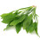 K2AQUA 2X Large Echinodorus Bleheri Amazon Sword Live Aquarium Plants 1