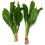 K2AQUA 2X Large Echinodorus Bleheri Amazon Sword Live Aquarium Plants 6