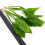 K2AQUA 2X Large Echinodorus Bleheri Amazon Sword Live Aquarium Plants 3