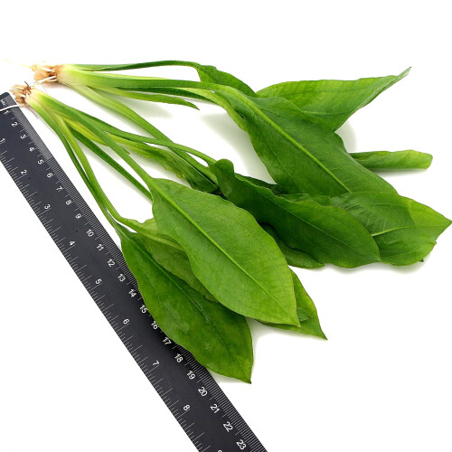 K2AQUA 2X Large Echinodorus Bleheri Amazon Sword Live Aquarium Plants 2