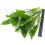 K2AQUA 2X Large Echinodorus Bleheri Amazon Sword Live Aquarium Plants 2