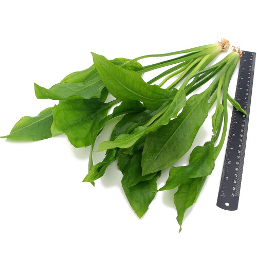 K2AQUA 2X Large Echinodorus Bleheri Amazon Sword Live Aquarium Plants 1