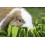 Rosewood Rosewood Snuffle Forage Mat for Small Animals 4