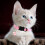 2 Pack Cat Collars Adjustable Kitten Collars with Bells 4