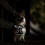 RAFIYU Dog Harness Vest, Adjustable Reflective Step-in Harness Set (S) 3