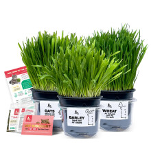 3 Fresh Live Cat Grass (Oats, Barley, Wheat) | A Taste of the Outdoors for Indoor Cats | Ready to Eat | Grown in the UK | Aids Digestion & Hairballs