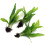 3X Bunches Java Fern Live Aquarium Plants Microsorum Pteropus Rhizome K2AQUA 1