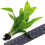 3X Bunches Java Fern Live Aquarium Plants Microsorum Pteropus Rhizome K2AQUA 2