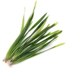 K2AQUA 5 X Vallisneria Americana Vallis Live Aquarium Plants Aquatic Grass Ideal for Freshwater Tropical Tank Aquascapes