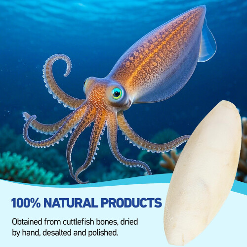 XIANGLONGY 10 Pieces Cuttlefish Bone, Natural Cuttlefish for Birds, 3. 1