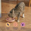Blink! Kitten Chicken Pouch Selection in Gravy 8 x 85 g 4