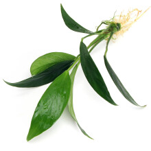 K2AQUA Anubias Lanceolata Live Aquarium Plant Hardy Freshwater Tropical Aquatic Plant for Tanks Aquascaping Easy Care Low Maintenance