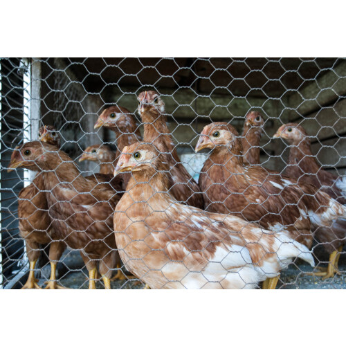 140 m Hexagonal mesh Chicken fence Rabbit wire Rabbit lattice Hare wire 50 cm 2
