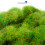 WWScenics 6mm Spring Static Grass - 1000ml Canister Model Rail Scenics G6-009 2