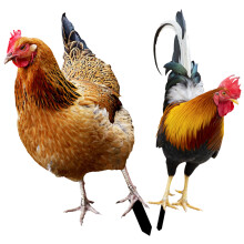 6Pcs Assorted Color Chicken Yard Stakes Acrylic Garden Ornaments