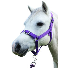 (Shetland, Purple) Gallop Nylon Horse Headcollar and Leadrope Set