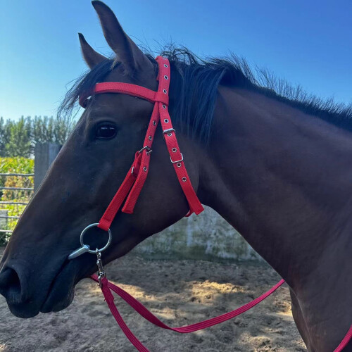 Modelo brida de nylon para caballo S roja para ponis 2