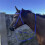 Brida para caballo S Azul 1.3m Cabestro ajustable 4