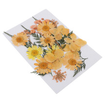 25Pcs Multiple Mix Natural Pressed Dried Flowers Leaves orange