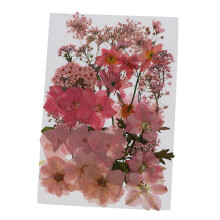 36/37/38/39/42Pc Natural Real Pressed Dried Flowers DIY Scrapbook Pink