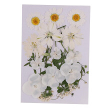 Multiple Mix Natural Pressed Dried Flowers Leaves DIY Art Craft 2.5-3c