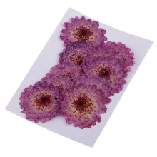 10 Pcs Dried Pressed Flowers for DIY Scrapbooking Crafts Purple Daisy