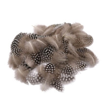 50PCS Lots Dyeing Guinea Hen Feather Chicken Feathers Craft Embellishm