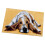 1 Set Animal Pattern Latch Hook Rug Kits with Tools DIY Home Ornaments 2