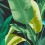 ENVY Envy Leaf It Out Wallpaper | Midnight 3