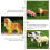 12Pcs Durable PVC Farm Animal Model Toy Educational Set 8