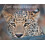 The Indian Leopard by Robin Biswas Hardcover Book 1