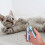 Blaue Katzennagelknipser ABS Metall Haustier Nagelknipser 5