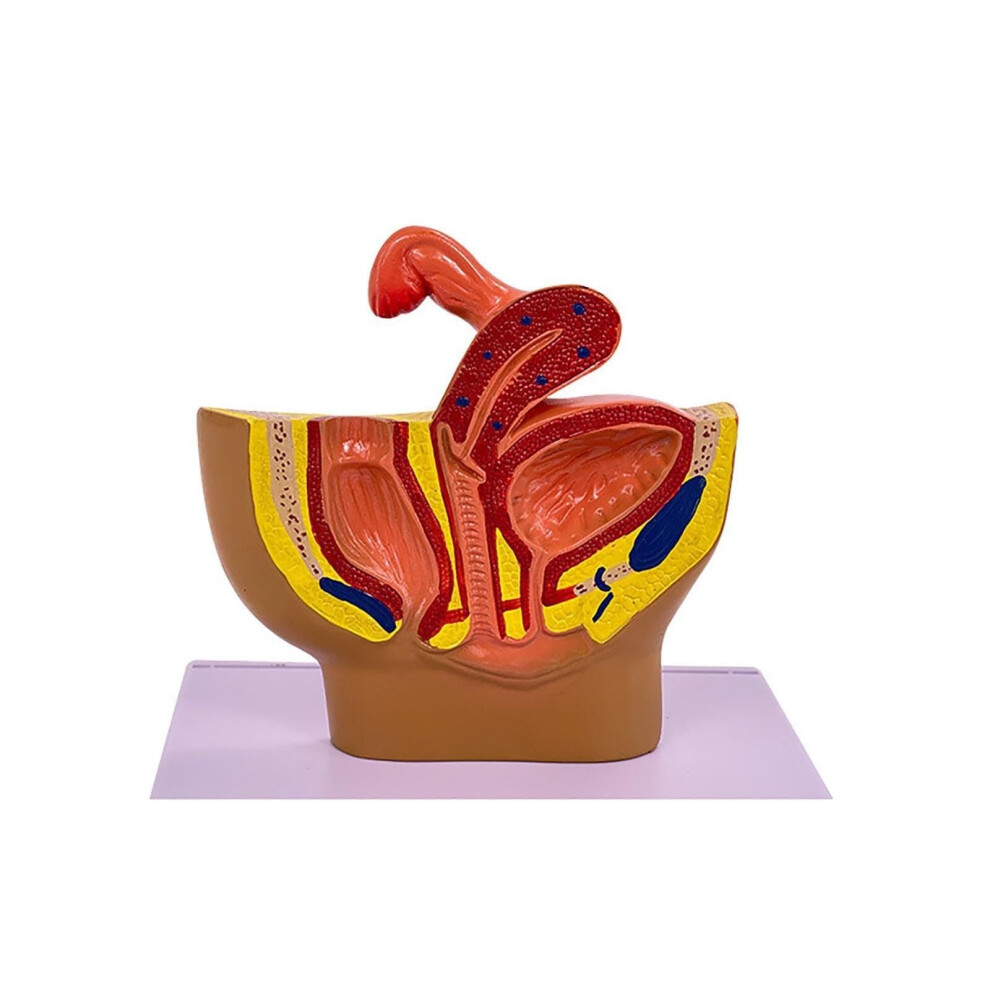 Female Pelvis Anatomical Model Half Scale PVC Human Anatomy Teaching Aid with Accurate Detail