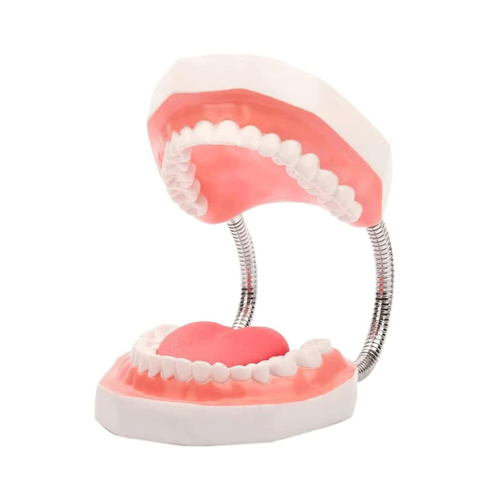 Dental Teaching Model 2X Enlarged ColorCoded Anatomy with Detachable Parts for Tooth Brushing