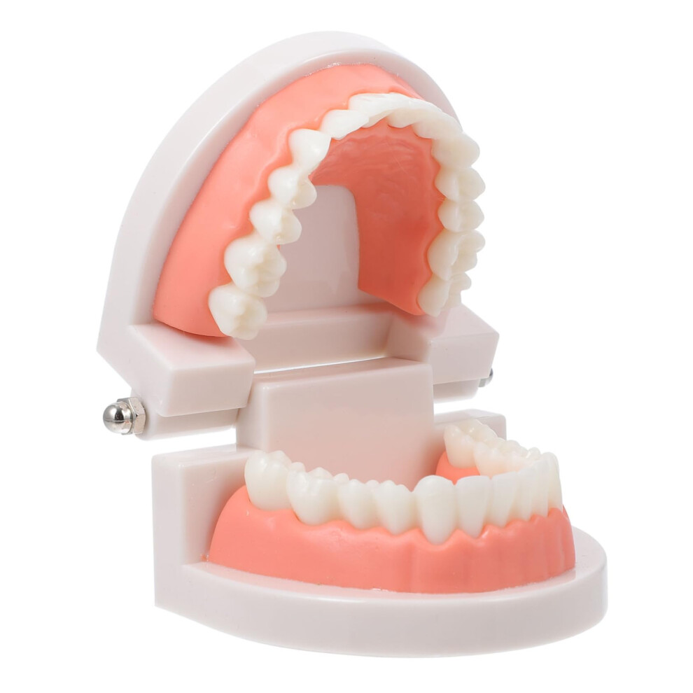 Dental Teaching Model for Kids Brushing Demonstration Oral Hygiene Education Durable Design