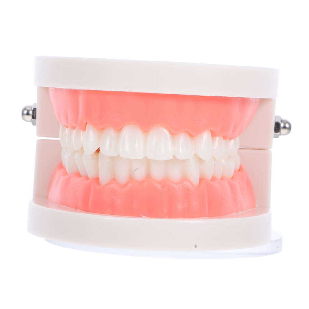 Dental Teaching Model with Giant Toothbrush for Kids Oral Hygiene and Preschool Education Set