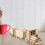 DIY Wooden Train Model Kit for Kids, HandsOn STEM Learning Craft, Durable Cargo Train Set 3