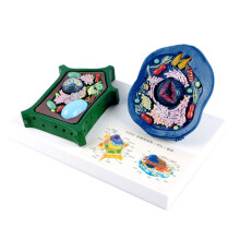 Biology Cell Model with Detachable Organelles, Animal and Plant Cell Classroom Anatomy Teaching
