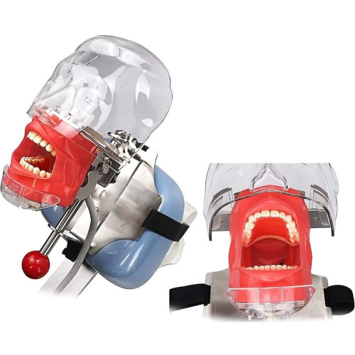 Dental Mannequin Head with Removable Teeth, Adjustable Jaw Simulation Model for Dentistry Training